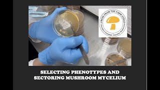 Selecting phenotypes and sectoring mushroom mycelium on agar breeding mushrooms from spores [upl. by Dympha]