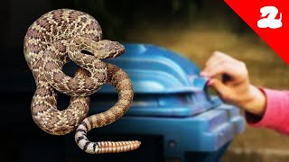 Guy on the Internet Gives Me a Garbage Can Full of Rattlesnakes [upl. by Toll]