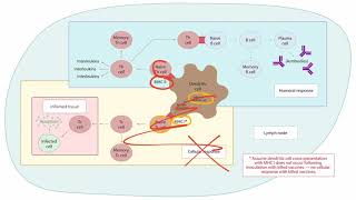 Vaccinations for the USMLE Step 1 [upl. by Anovahs642]