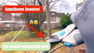 Zelf een appelboom snoeien Ontdek de 5 stappen om jouw fruitboom te snoeien  De Moesketier [upl. by Norvil860]