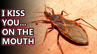 Kissing Bug facts smooch in the night  Animal Fact Files [upl. by Pohsib]