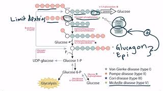 Glycogen for the USMLE Step 1 [upl. by Andras638]