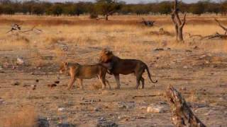 Lions Etosha Namibia [upl. by Wistrup]