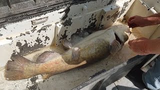 Prespawn Flathead Catfish on Trotlines Big Fish in the Boat [upl. by Achorn]