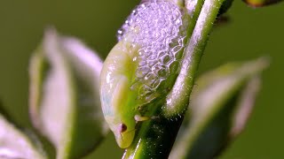 Bubble Wrap Bug Common Froghopper UHD 4K [upl. by Naujik]