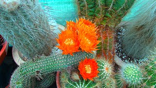 Lobivia haematantha  Echinopsis haematantha Cactus from Buds to multiple Blooms [upl. by Taveda]