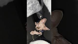 Josefa se entretiene hasta con un pelo😹 sphynx cat gato asmr asmrpets kitten pets animals [upl. by Ised]