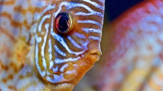 Discus Fish Close Ups  Juwel Rio 450 Led Aquarium [upl. by Yelekalb703]