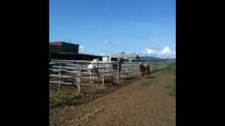 Geldings playing communicating and showing dominance  Rick Gore Horsemanship [upl. by Wolfie884]