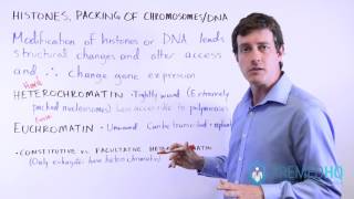 Heterochromatin vs Euchromatin [upl. by Ahselak]