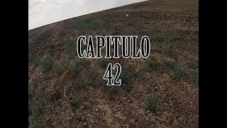 Cazando Conejos con Podencos Capitulo 42 [upl. by Roze]