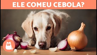 CEBOLA faz MAL para CACHORRO 🐶🧅 INTOXICAÇÃO e O QUE FAZER [upl. by Zetnahs]