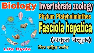 Fasciola hepatica  Life Cycle of Fasciola hepatica  liver fluke  यकृत कृमि  Biology [upl. by Marian885]