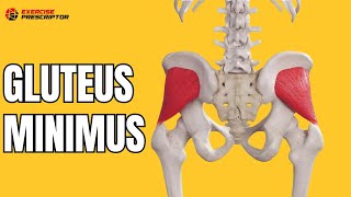 Gluteus mimimus anatomy everything you need to know  biomechanics [upl. by Geno]