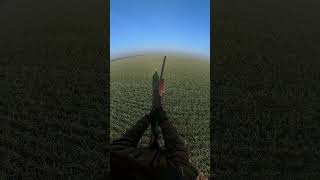 Vanatoare la iepuri insta360 pheasanthunting rabbithunting huntingseason beretta [upl. by Annaierb]