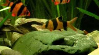 Best tankmates My Clown loaches and Tiger barbs  Prachtschmerlen und Sumatrabarben 11 [upl. by Aniger]