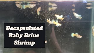 Feeding Decapsulated Brine Shrimp To My Guppy Fish guppy guppyfish guppybreeder guppybreeding [upl. by Aufmann]