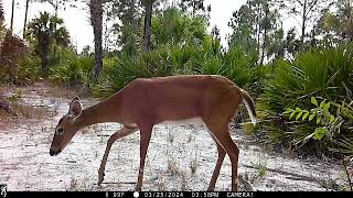 Wildlife compilation from Collier County FL [upl. by Boulanger]