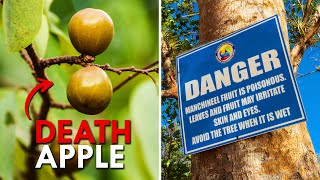 Manchineel Tree The Deadliest Tree On Earth [upl. by Abbate]