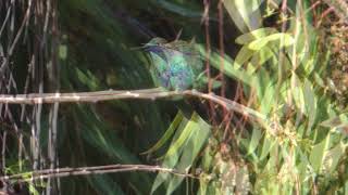 Picaflor Azul  Sparkling violetear  Colibri coruscans [upl. by Katrine886]