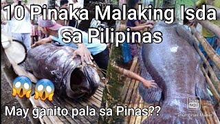 10 BIGGEST NATIVE FISH IN THE PHILIPPINES  Pinaka Malaking Isda Nahuli sa Pilipinas [upl. by Naujat]