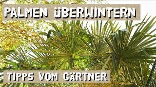 Palmen in Deutschland Überwintern  Haus und Freiland  Tipps vom Gärtner [upl. by Dnalloh]