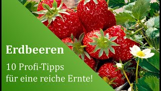 Erdbeeren anbauen und pflanzen 10 ProfiTipps für eine reiche Ernte [upl. by Inaffit851]