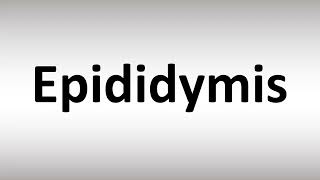 How to Pronounce Epididymis [upl. by Orsa73]