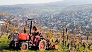 Bodenbearbeitung im Weinberg Sauerburger Schmalspur schlepper mit Spatenmaschine Sicma WFS [upl. by Newman385]