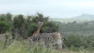 Südafrika Abenteuer im Nationalpark Hluhluwe Südafrika [upl. by Arodasi]