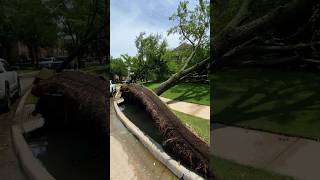 Strong Wind Uproots Trees [upl. by Leumas]