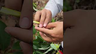 Injertando Árboles de Múltiples INJERTOS en Aguacate 🥑 [upl. by Lamdin]