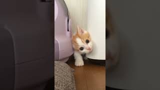 Cutest Kitten Stuck in a Corner [upl. by Freud405]