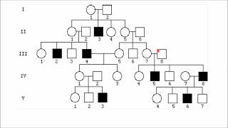 How to solve pedigree charts in 30 seconds [upl. by Tebasile707]