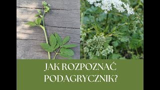 Jak wygląda podagrycznik i na co pomaga [upl. by Gerdi]