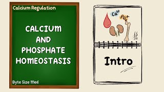 Calcium and Phosphate Homeostasis  Intro to Calcium Regulation  Endocrine Physiology [upl. by Feld]