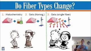 What Are Fiber Types  Part 3  55 Min Phys [upl. by Wrightson]