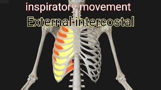 inspiratory movement External intercostal muscle [upl. by Goldarina]