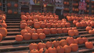 Celebrate WNY Great Pumpkin Farm [upl. by Mackintosh]