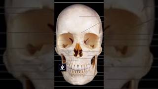 Over view of human skull [upl. by Hanan]