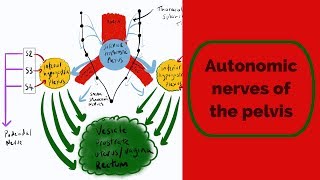 Autonomic Nerves of the Pelvis [upl. by Airtened]