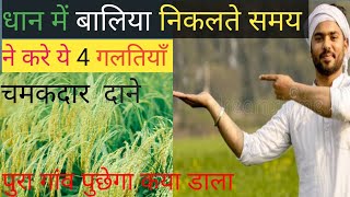 Best zyme fertilizer in indiaAgriculture knowledge Best organic khad धान में बालिया की सावधानियां [upl. by Airehs]