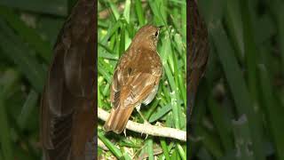 Veery Song Video Bird Songs Eastern North AmericaNature Sounds for Relaxation [upl. by Lenhart473]