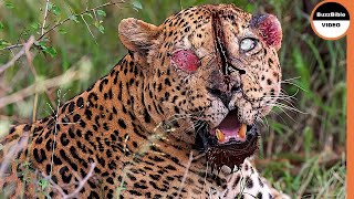 This Leopard Suffers Severe Injuries After Being Attacked By Baboons [upl. by Acirema]