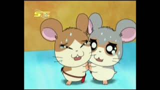 Hamtaro Hai Episode 21  Hebat Berpanaspanasan  Bahasa Indonesia [upl. by Gerstein]