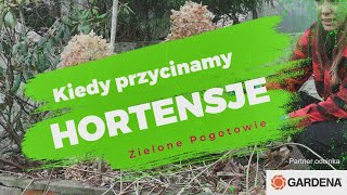 Kiedy przycinamy hortensje [upl. by Joacima]