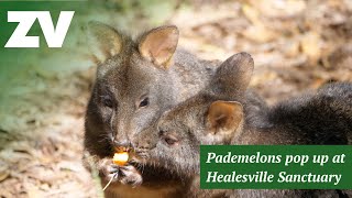 Pademelons pop up at Healesville Sanctuary [upl. by Ahsinyd]