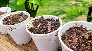 Week 4 Seedlings Damping Off vs Over Fertilizing  How to Pot Up a Tomato Plant [upl. by Ennahgiel]