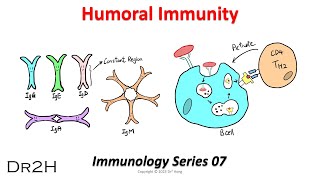 DrHongs Immunology Lecture 07 Humoral Immunity Adaptive Immune Response [upl. by Gotthelf]