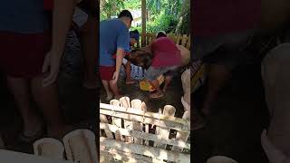 LECHON BABOY  PAG KUHA NG BABOY GALING SA FARM [upl. by Noivert]